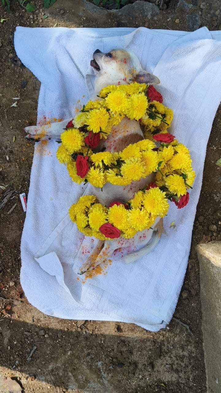 Pet farewell gallery photo 4