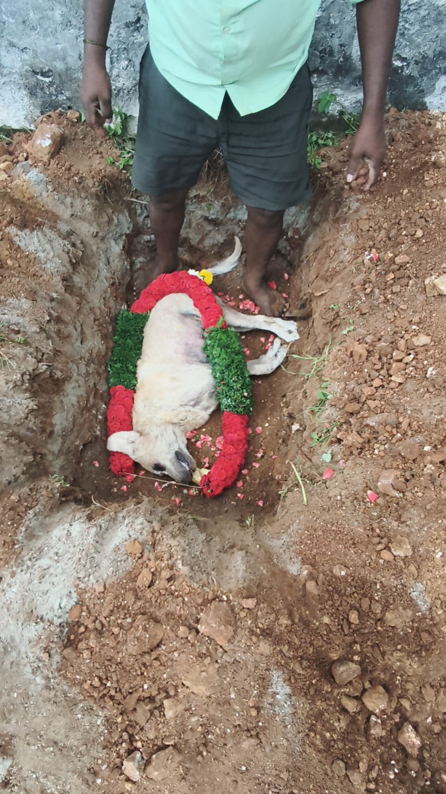 Pet farewell care photo 5