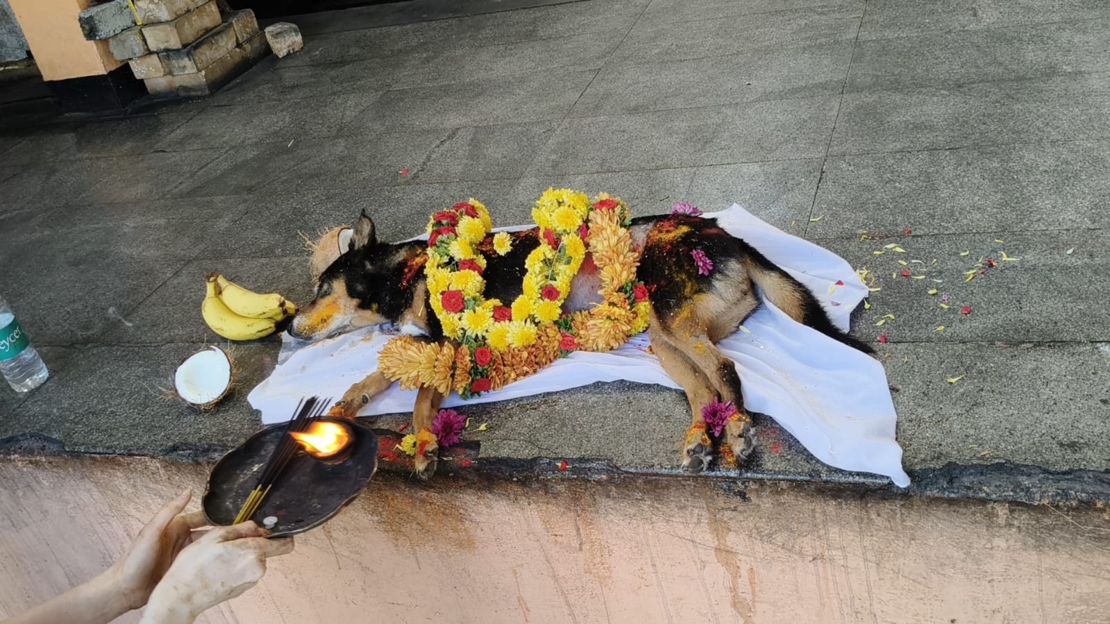 Pet farewell care photo 6