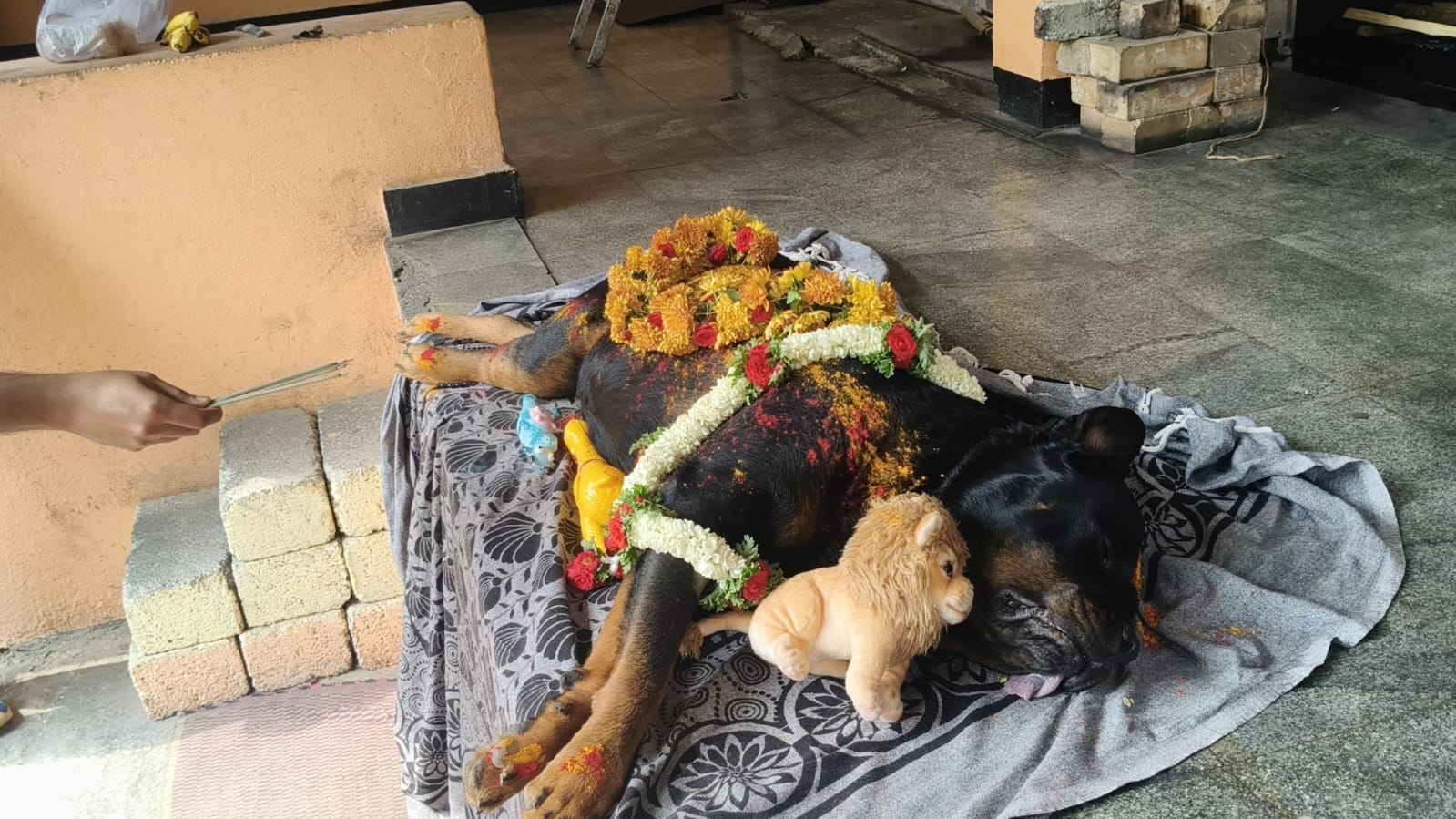 Pet farewell care photo 9